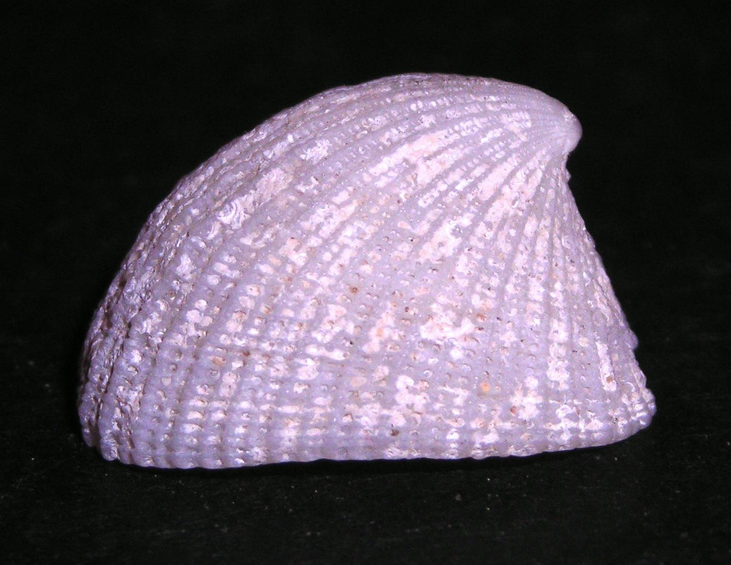Emarginula sicula